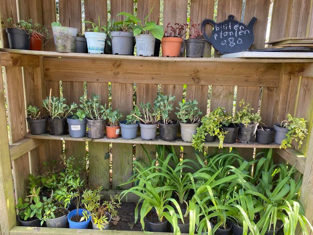 Vaste buiten planten., Ophalen of Verzenden