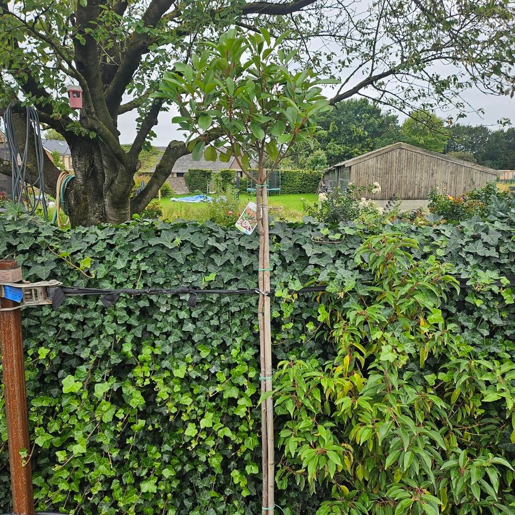 Glansmispel (Photinia fraseri 'Red Robin') op stam 180 cm, Tuin en Terras, Overige soorten, Lente, 100 tot 250 cm, Ophalen