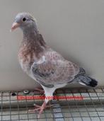 Verschillende jonge kleurpostduiven, Meerdere dieren, Postduif