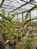 Alpinia zerumbet 'Shell Gember' in 5L pot - Siergember, Ophalen, Vaste plant, Overige soorten, Volle zon