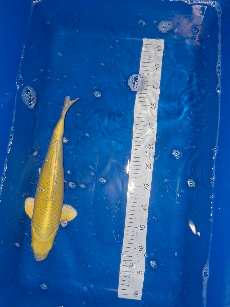 Koi yamabuki ogon 45 cm., Dieren en Toebehoren, Vissen | Vijvervissen, Karper of Koi