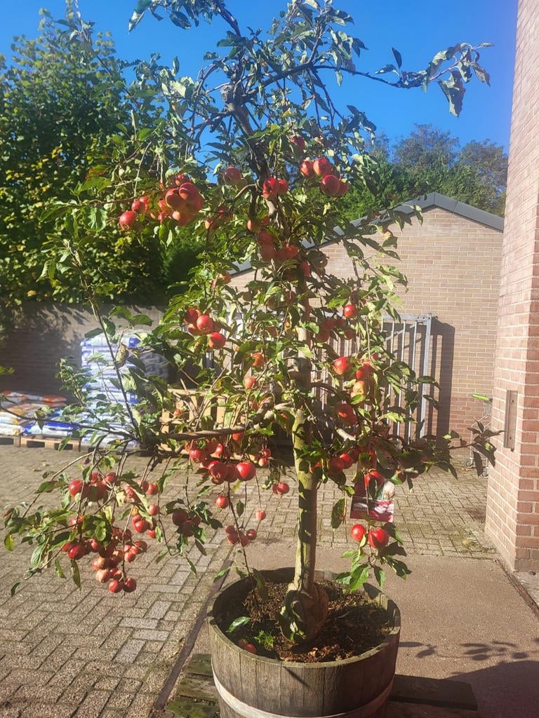 Mooie oude fruitbomen in houten wijnvat, Ophalen of Verzenden, Volle zon, Overige soorten, 100 tot 250 cm