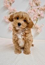 Prachtige boomer x toy poedel pups, Parvo, Nederland, 8 tot 15 weken, Meerdere