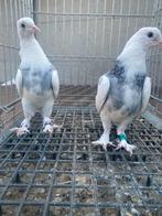 Takla Çapar, Dieren en Toebehoren, Vogels | Duiven, Meerdere dieren, Postduif