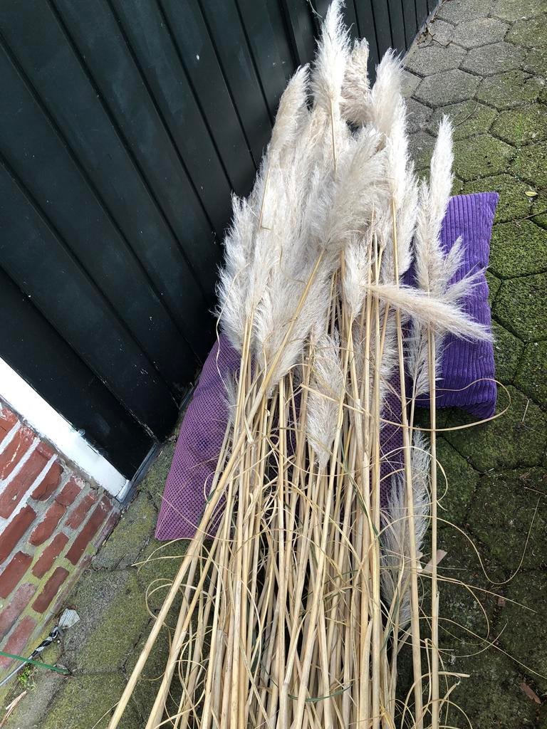 Pluimen pampasgras, Ophalen of Verzenden, Zo goed als nieuw