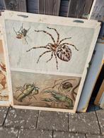 School biedt aan Twaalf oude schoolplaten dieren en natuur., Ophalen, Natuur en Biologie