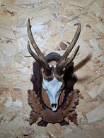 Zeer Speciale Reebok (425gr) op Handgemaakt Houten Schild –, Ophalen of Verzenden, Zo goed als nieuw, Hert, Gewei of Kop