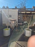 twee mooie kastanjes te koop, Ophalen