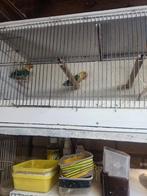 Jonge fischerie om.tam.te maken, Dieren en Toebehoren, Vogels | Parkieten en Papegaaien, Meerdere dieren, Dwergpapegaai of Agapornis