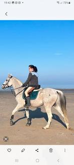 Bijrijder paard gezocht bollenstreek