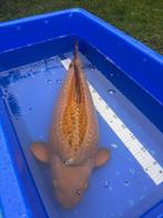 Ginrin chagoi knots van een Koi marusei, Karper of Koi