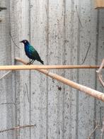 purperglansspreeuwen, Mannelijk, Tropenvogel, Geringd