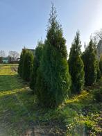Coniferen Thuja smaragd, Ophalen, Conifeer, 100 tot 250 cm