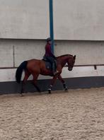 Leuk gefokte kwpn merrie, Merrie, B