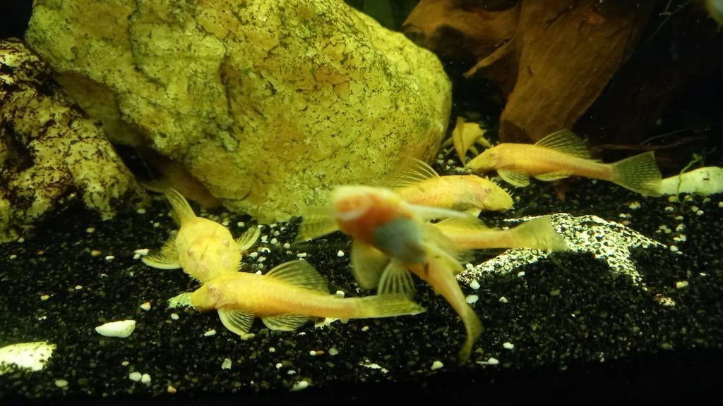 Algeneters (albino), Dieren en Toebehoren, Vis, Zoetwatervis