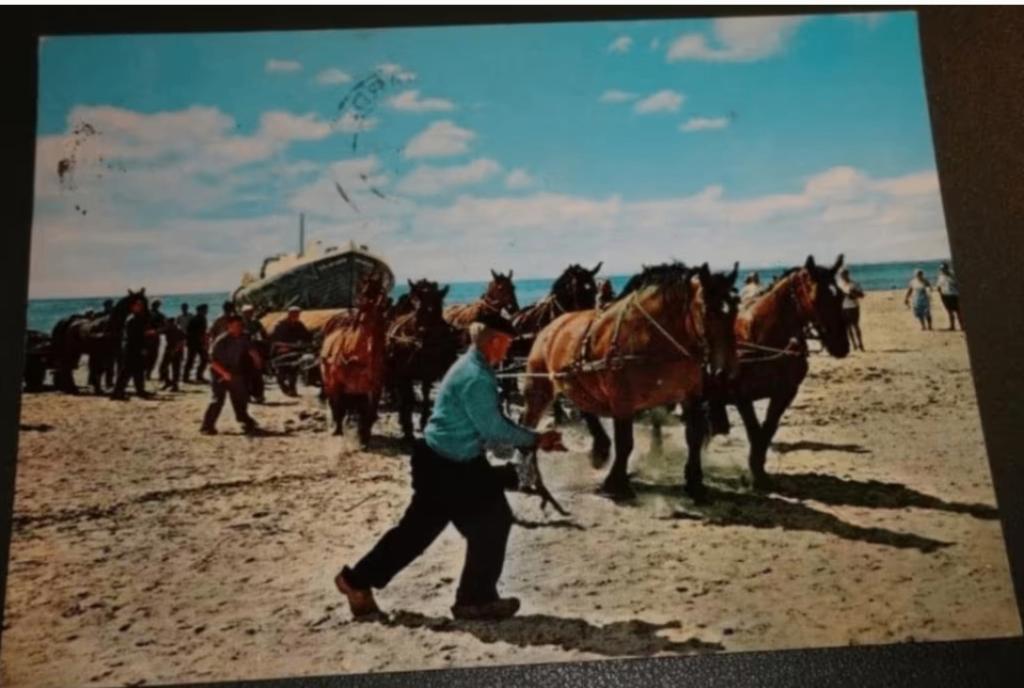 Paard - Reddingsboot uit zee - Ameland - Hollum, Verzenden, 1960 tot 1980, Gelopen, Paard
