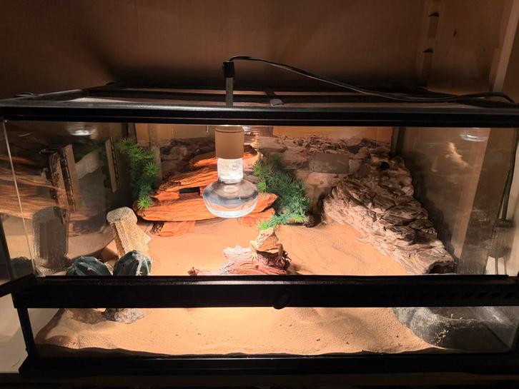 Dwerg baardagaam met terrarium Bearded Dragon - female for sale from Arjan