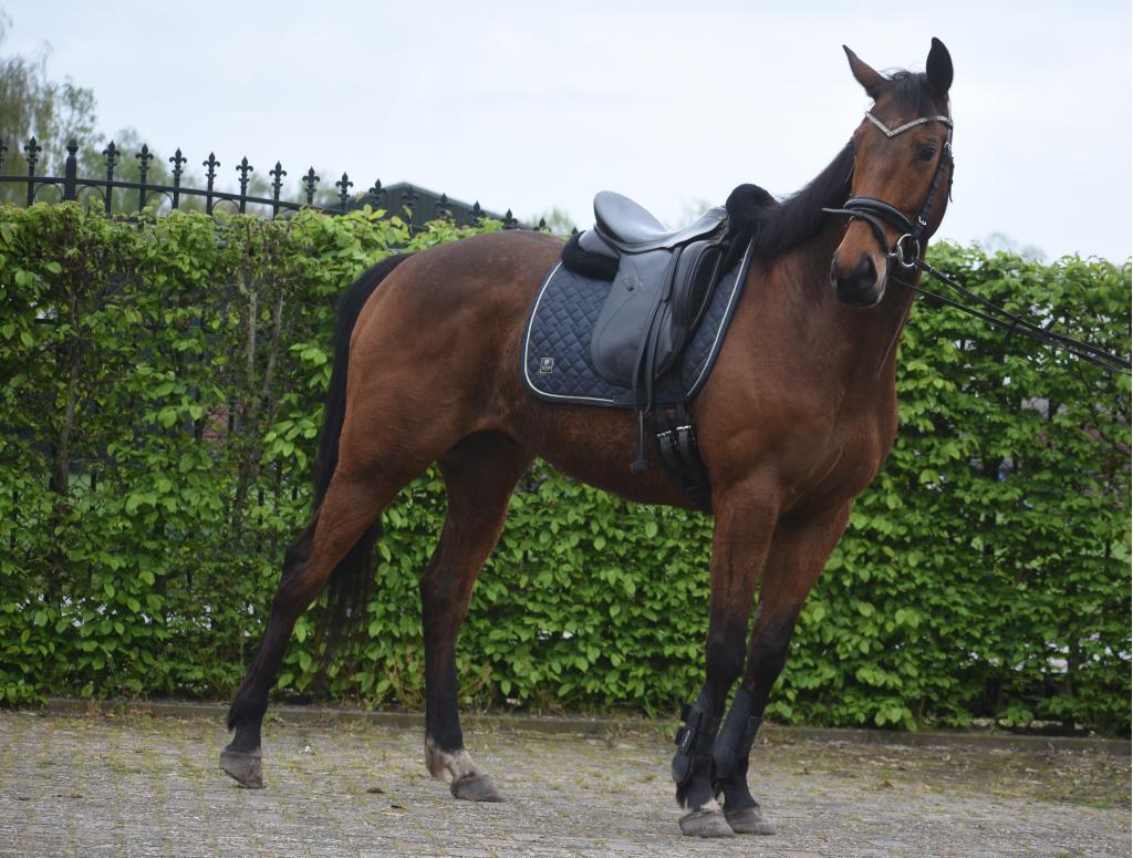Lieve , vrolijke , 6  jarige ruin, Dieren en Toebehoren, Paarden, Ruin, B, Minder dan 160 cm, 3 tot 6 jaar, Recreatiepaard, Met stamboom