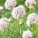 Armeria maritima 'Alba' - Engels gras P9 pot, Ophalen of Verzenden, Overige soorten, Volle zon