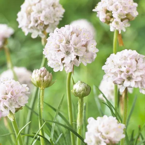 Armeria maritima 'Alba' - Engels gras P9 pot, Tuin en Terras, Planten | Tuinplanten, Overige soorten, Volle zon, Ophalen of Verzenden