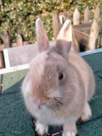 Dwergkonijn, Mannelijk, Dwerg