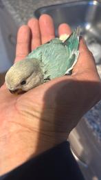 Baby dwergpapegaai, Dieren en Toebehoren, Vogels | Parkieten en Papegaaien, Geslacht onbekend, Dwergpapegaai of Agapornis, Tam
