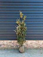 Osmanthus Burkwoodii 🌿 haagplant, Ophalen, Volle zon, Overige soorten