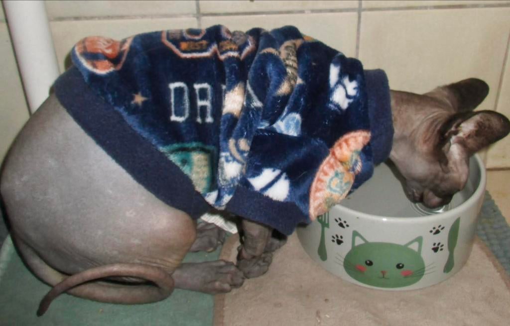 Handmade KATTENKLEDING Sphynx Rex Korthaar Kitten Poes Kater, Ophalen of Verzenden, Nieuw