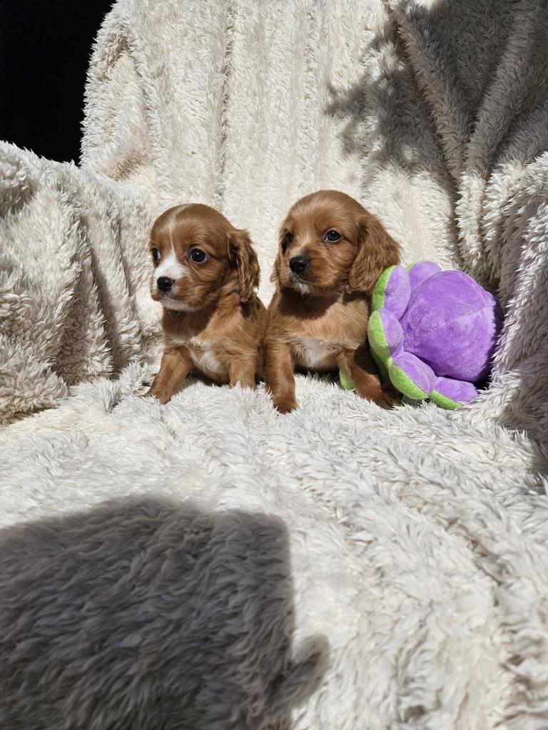 Maltipoo / cavapoo  pups boomer, Overige rassen, 8 tot 15 weken, Meerdere, Meerdere dieren