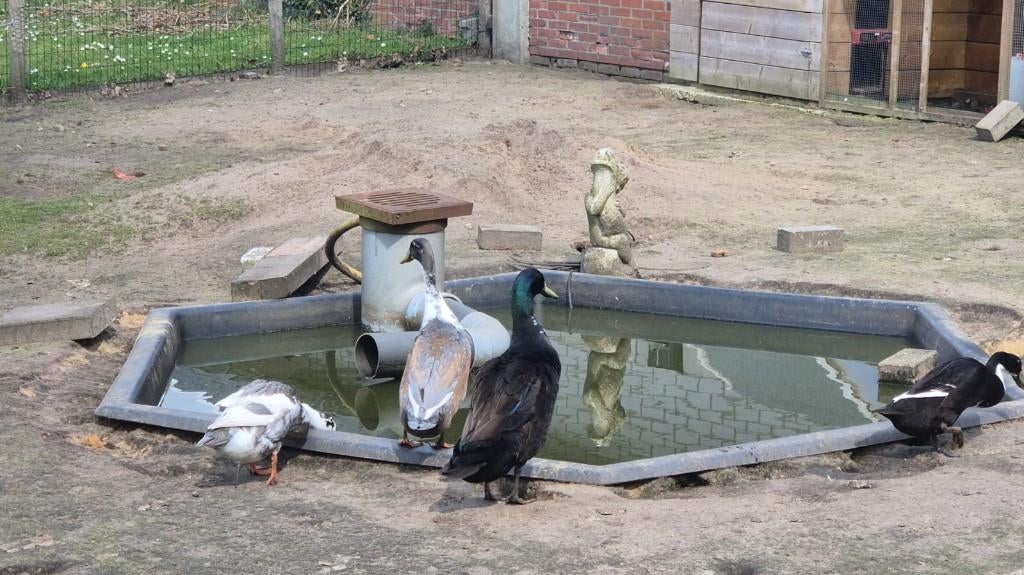 loopeenden 4 stuks, Meerdere dieren, Eend