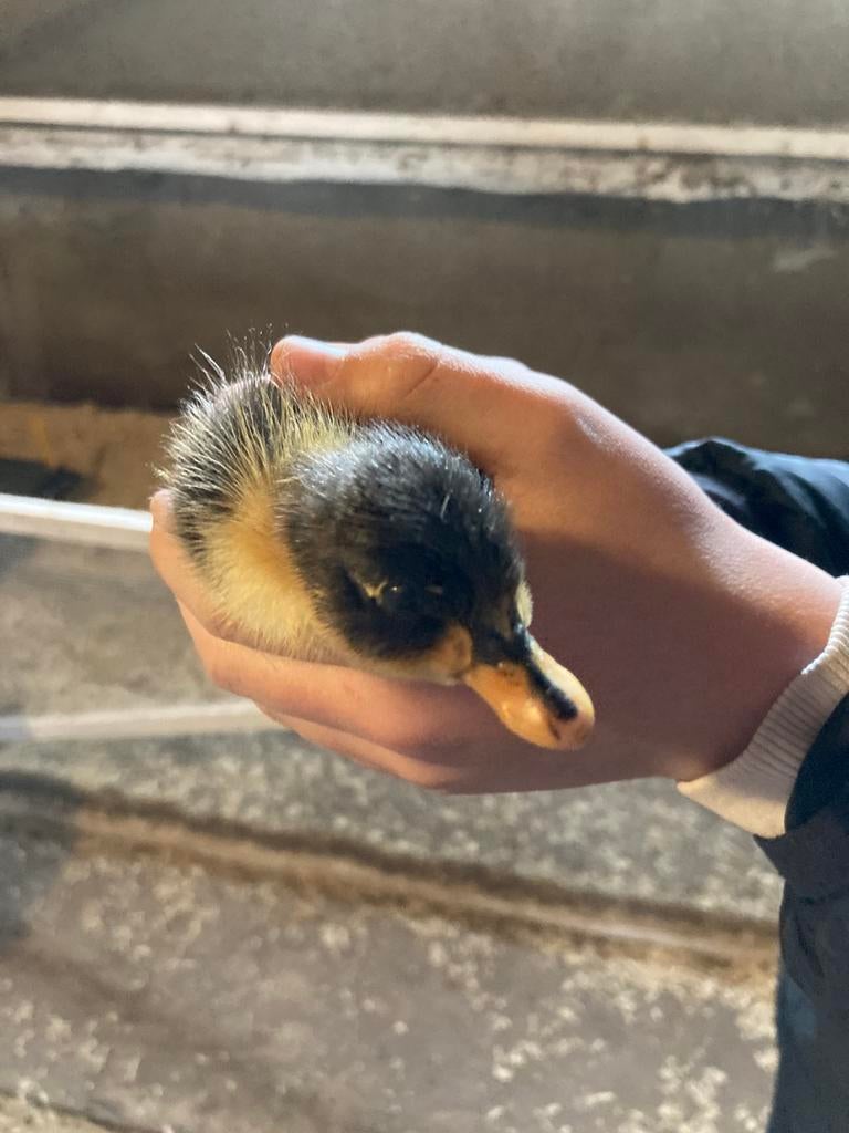 Jonge pulletjes, Meerdere dieren, Eend