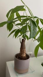 kamerplant, In pot, Minder dan 100 cm, Bonsai, Groene kamerplant