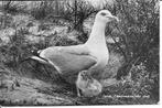 Texel Zilvermeeuw met Jong., Ophalen of Verzenden, 1940 tot 1960, Gelopen, Waddeneilanden