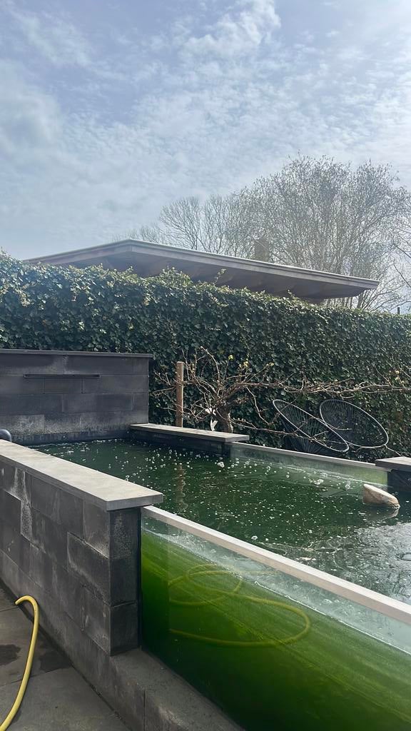 Vijver vissen (koi karpers) 8 karpers en 1 steur, Karper of Koi