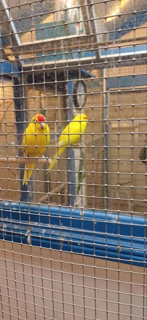 2 broed rijpe koppels kakariki, Dieren en Toebehoren, Vogels | Parkieten en Papegaaien, Meerdere dieren, Parkiet