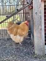 Orpington haan, Dieren en Toebehoren, Pluimvee, Mannelijk, Kip