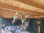 Valkparkieten + kooi te koop, Dieren en Toebehoren, Ophalen, Zo goed als nieuw, Overige materialen, Vogelkooi