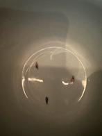 Herend bloemen pot met vogel- en vlindermotief, Antiek en Kunst, Verzenden