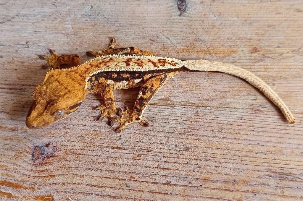 Wimpergekko nakweek 2025 tricolor lineage Crested Gecko - unknown for sale from Sabrina