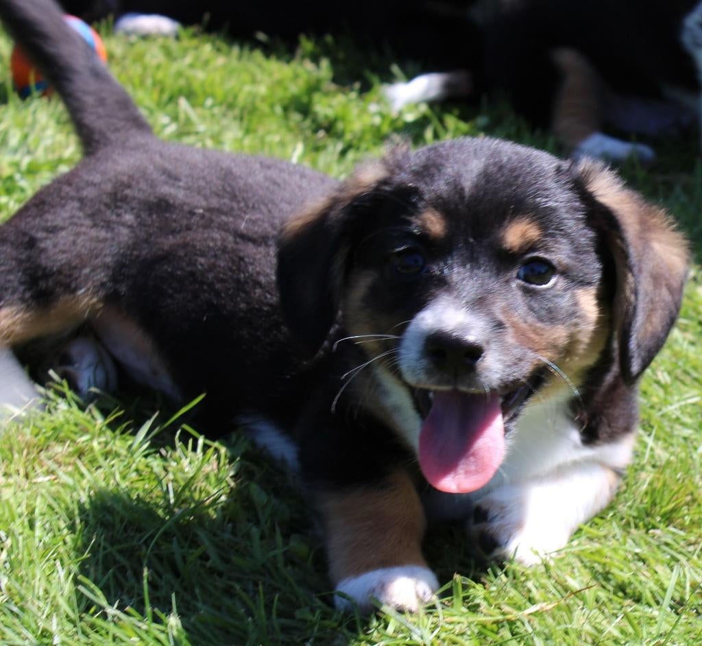 Dorgi pups, (teckel x corgi), Dieren en Toebehoren, Nederland, 8 tot 15 weken, Meerdere, Meerdere dieren