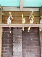 Valkparkieten Tt kwaliteit duitse Belgische bloedlijn, Dieren en Toebehoren, Meerdere dieren, Parkiet