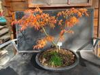 Bonsai Acer palmatum Katsura, Ophalen, Bloeit niet, Halfschaduw, Overige soorten