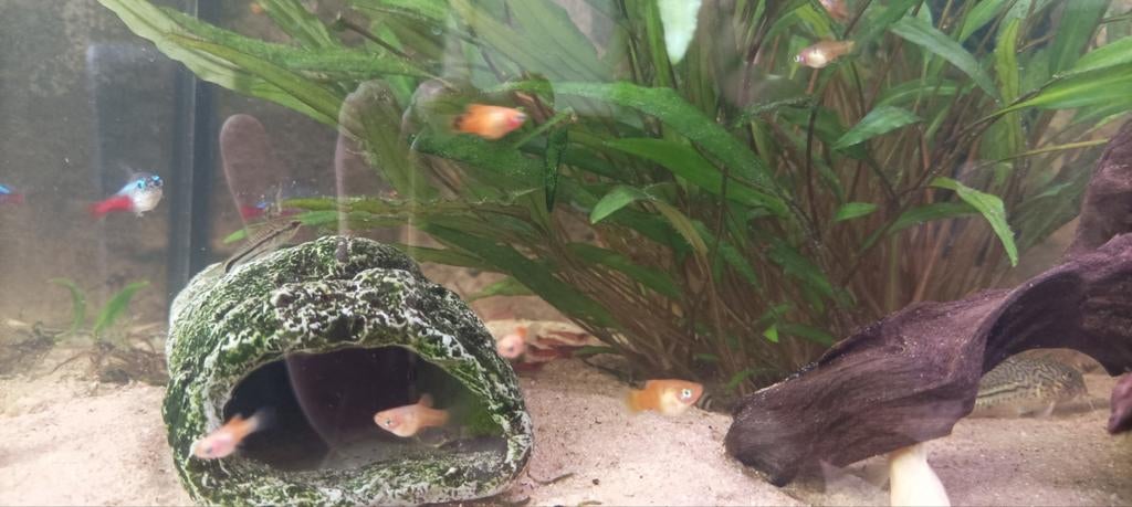 Jonge platys, Dieren en Toebehoren, Vis, Zoetwatervis