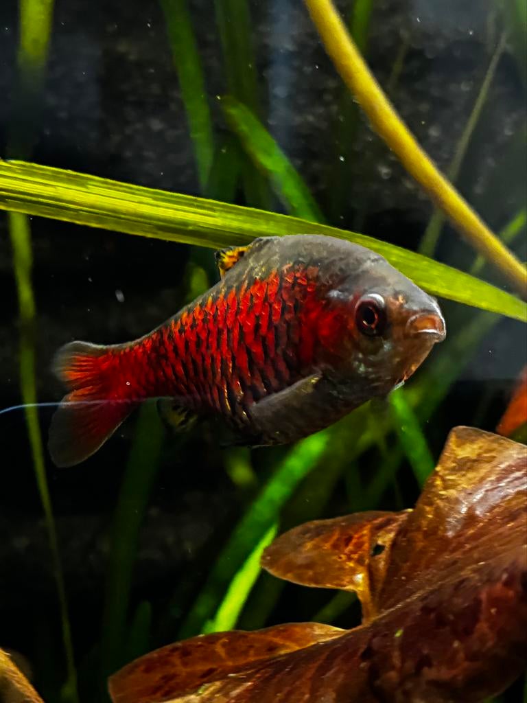 Eenzame Odessa barbeel zoekt aquarium., Vis