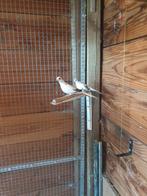 Bonte diamant duifjes .