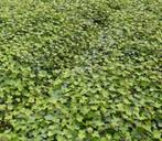 Klimop hedera, Tuin en Terras, Planten | Tuinplanten, Ophalen of Verzenden, Bloeit niet, Klimplanten, Halfschaduw