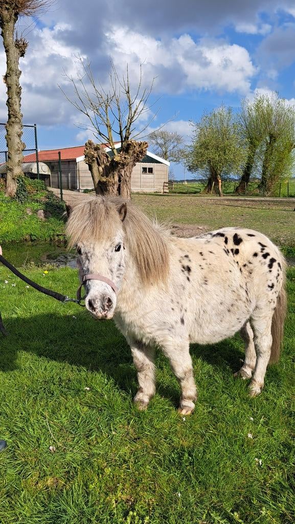 Mini pony's te koop mak en lief, Merrie, A pony (tot 1.17m), Gechipt, 0 tot 2 jaar