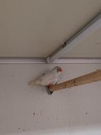 Crème zebravinken, Dieren en Toebehoren, Meerdere dieren, Geringd