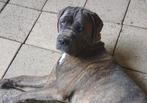 Cane Corso (Reu), Dieren en Toebehoren, Honden | Bulldogs, Pinschers en Molossers, 1 tot 2 jaar, Eén hond, Nederland, Particulier