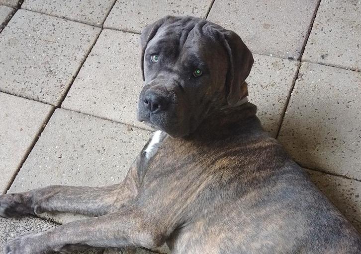 Cane Corso (Reu), Dieren en Toebehoren, Honden | Bulldogs, Pinschers en Molossers, Reu, Overige rassen, Particulier, Eén hond